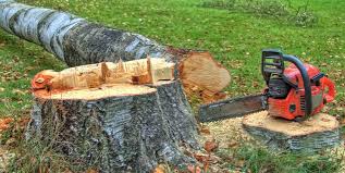 Trusted Ladera, CA Tree Removal Experts