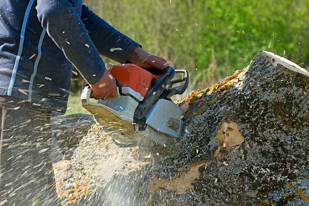 Best Seasonal Cleanup (Spring/Fall)  in Ladera, CA
